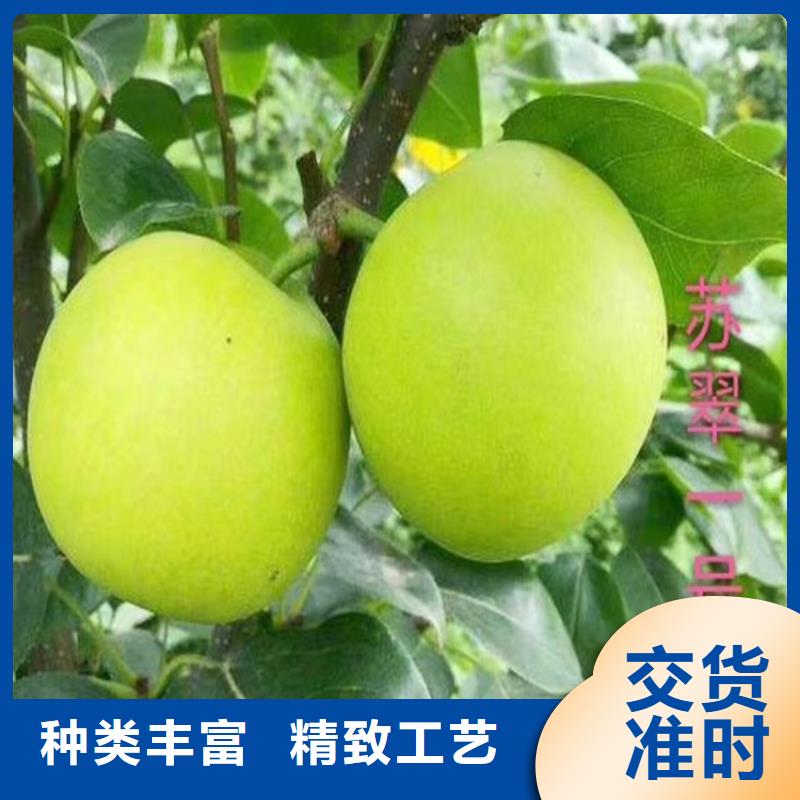 梨树苹果苗厂家定制品质服务诚信为本