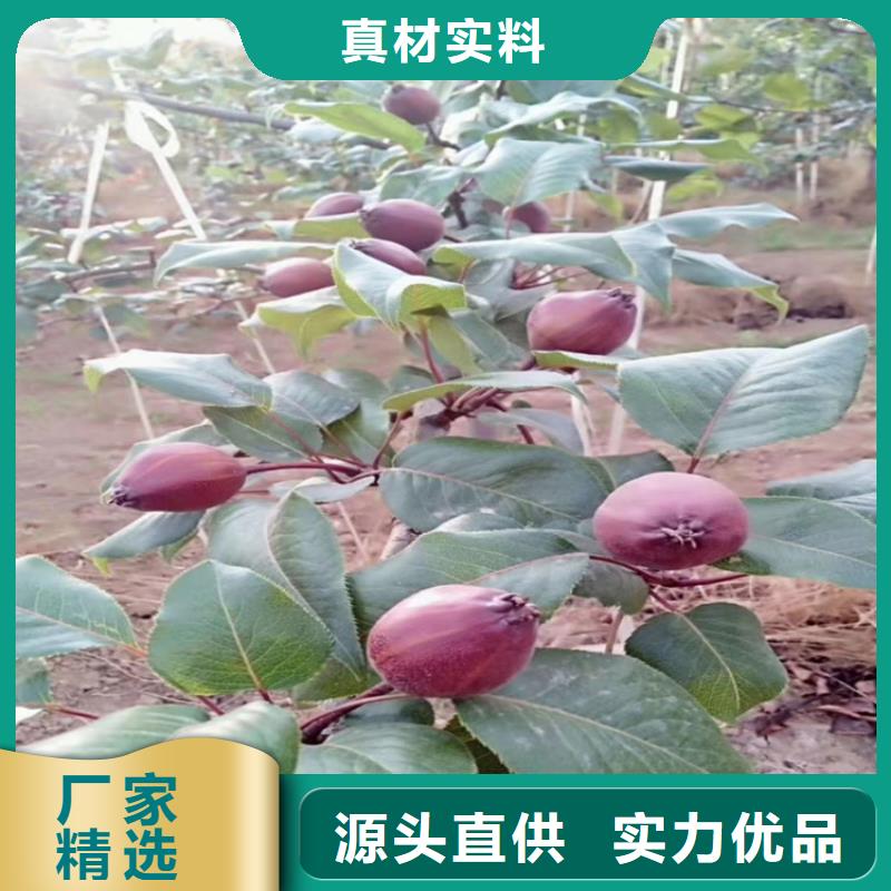 梨树桃树苗长期供应厂家定制