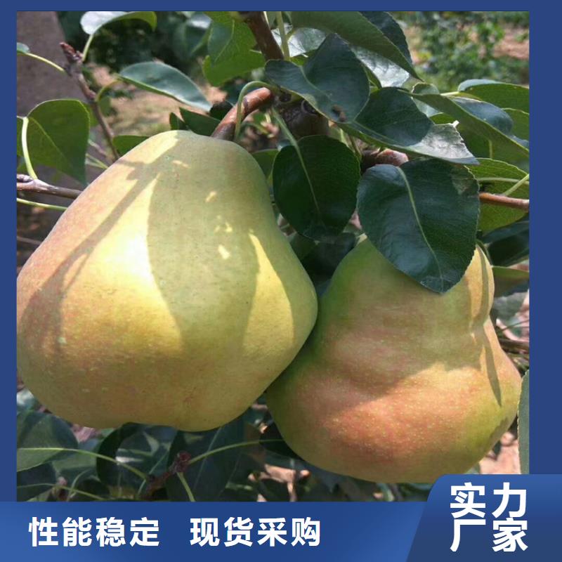 梨树樱桃苗专业生产制造厂现货交易