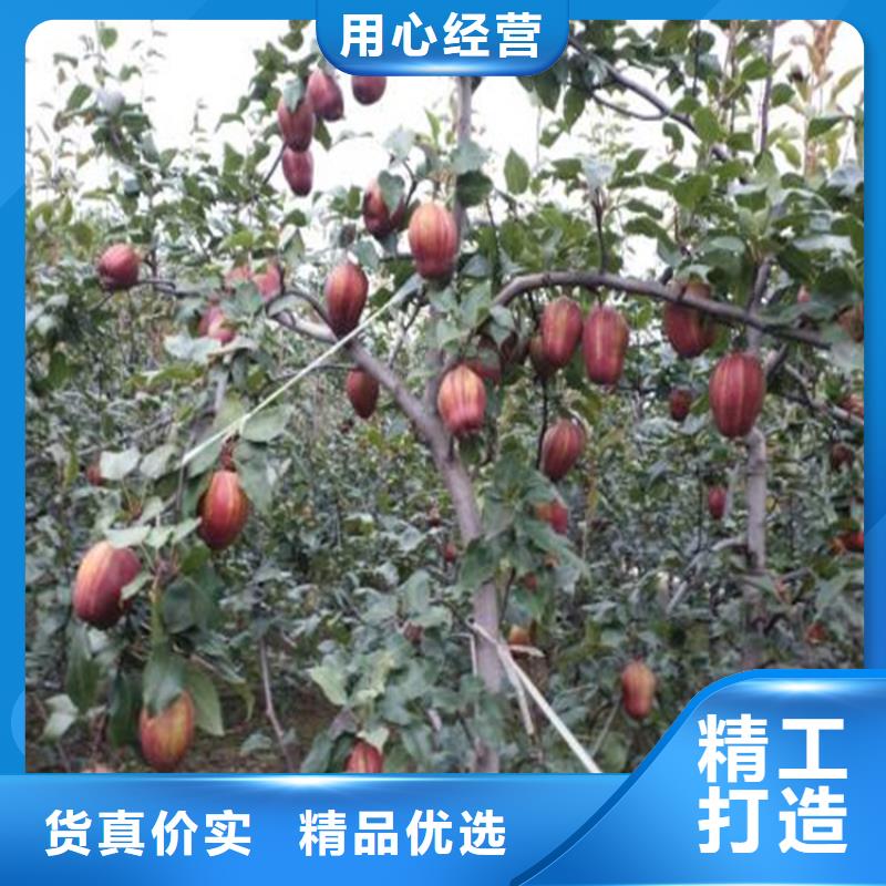 红梨苗适合种植地区本地生产商