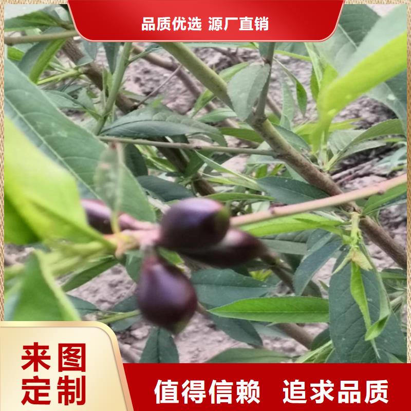 【桃】蓝莓苗用心做品质资质认证