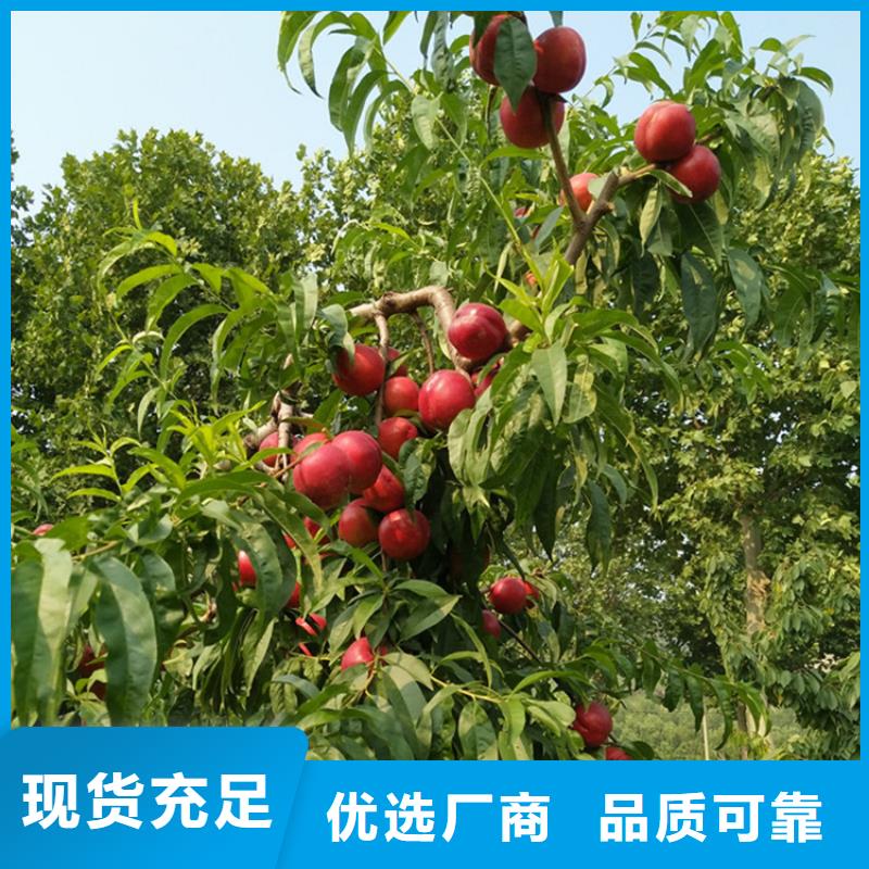 上海桃桃树苗低价货源