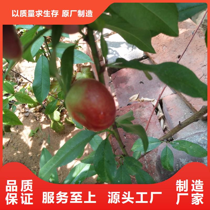【桃】苹果苗优良材质满足客户所需