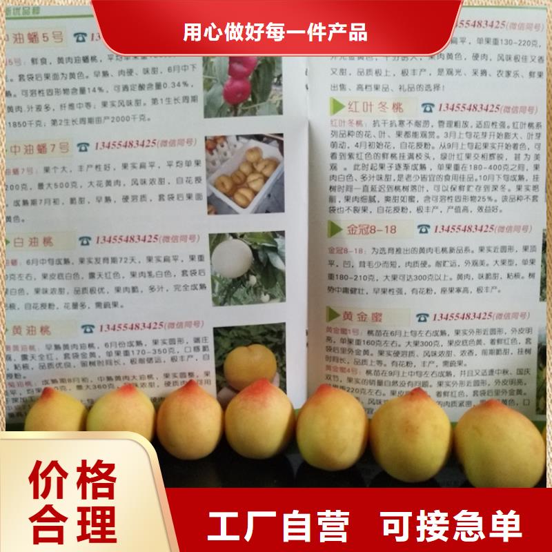广东桃蓝莓苗发货及时