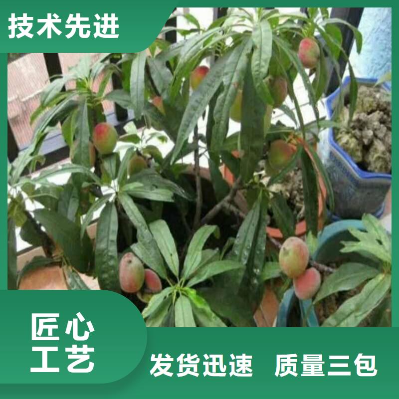 【桃】,葡萄苗优质原料工期短发货快