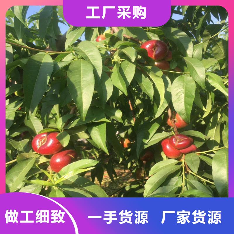 重庆桃 蓝莓苗自主研发