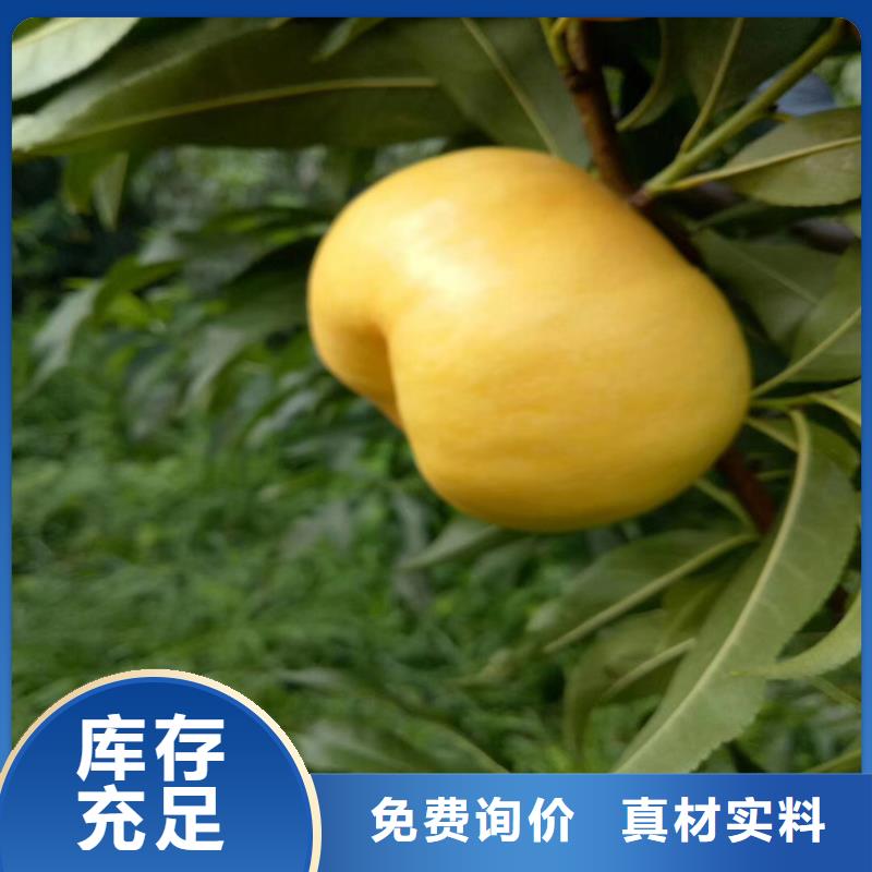 香港【桃】梨树苗品种全