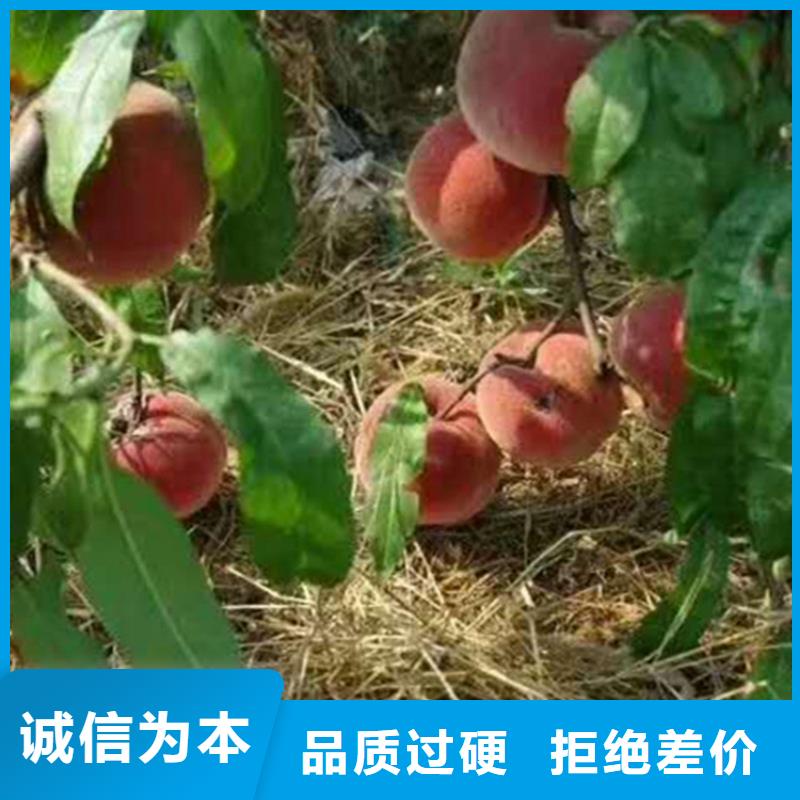 香港桃石榴树品质保障售后无忧