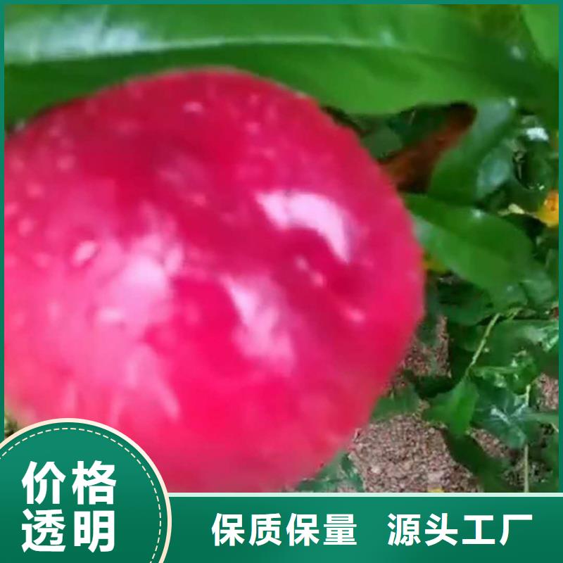 桃草莓苗供应商重信誉厂家
