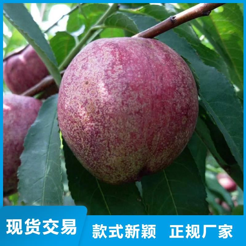 桃【蓝莓苗】从源头保证品质品质保证