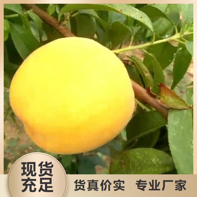 浙江桃 苹果苗为品质而生产