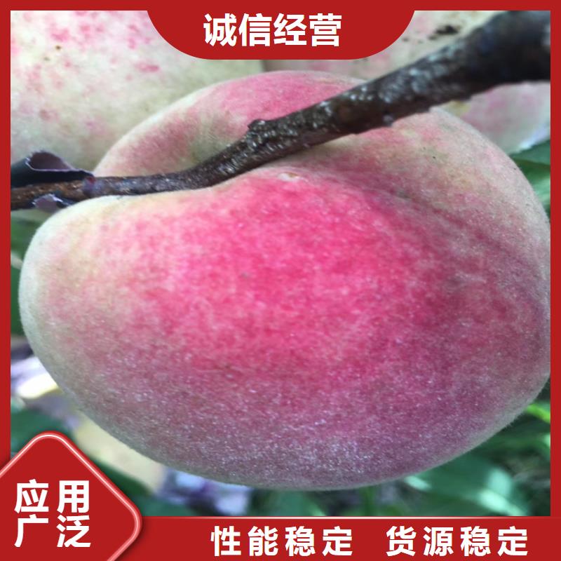 桃黄瓜苗好品质经得住考验专业供货品质管控