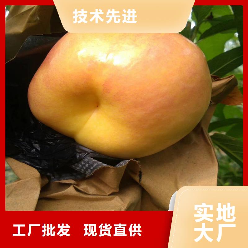 桃苹果苗货源足质量好品质有保障