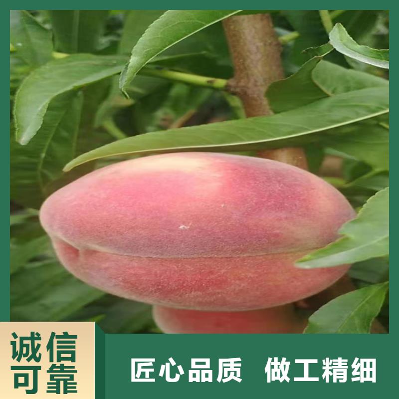 【桃】杏树苗实体厂家大量现货附近服务商