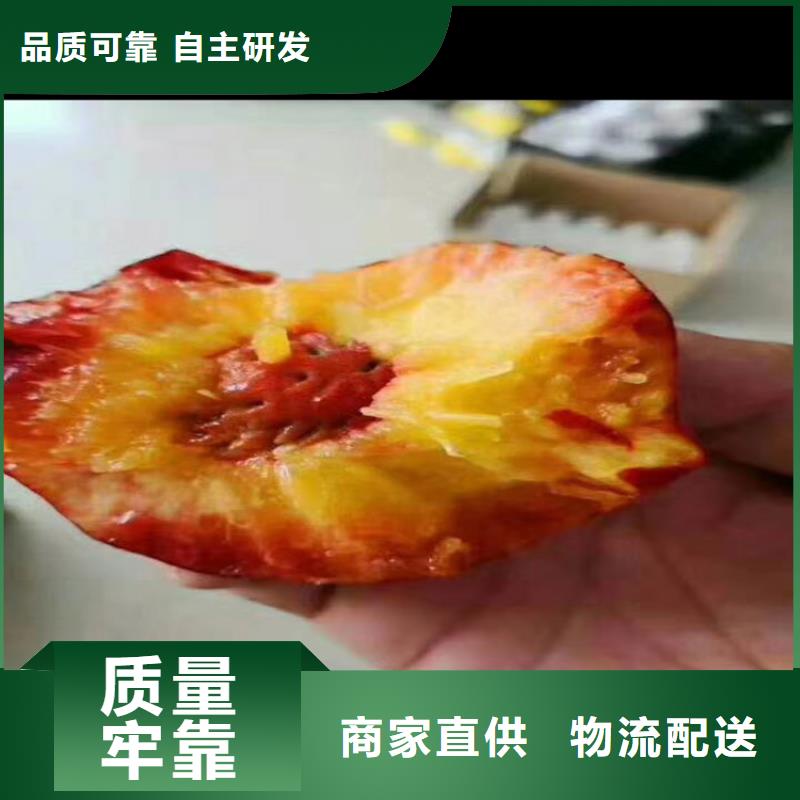 桃杏树苗免费回电优良材质