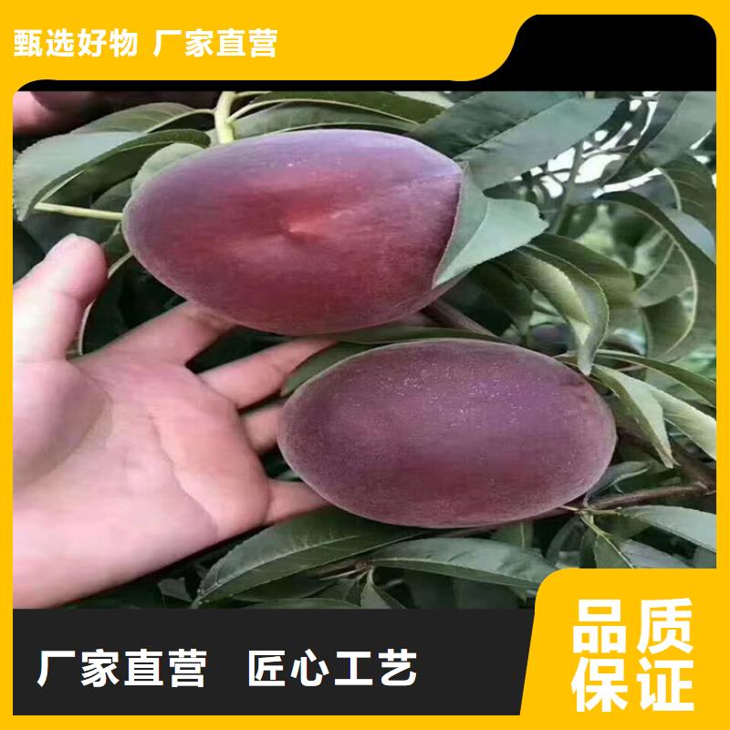 桃-蓝莓苗批发价格出厂严格质检