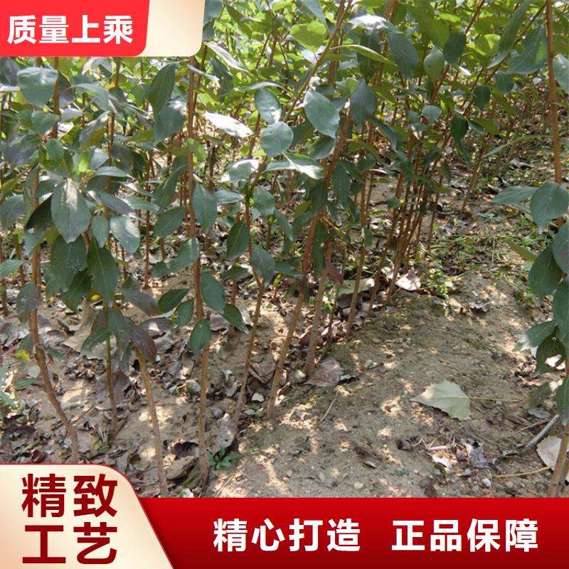 大规格李子树产量多少/轩园园艺场南昌
