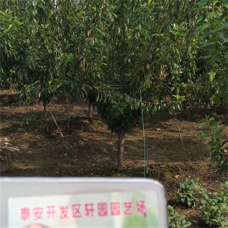 西梅李子树苗种植技术本地生产厂家