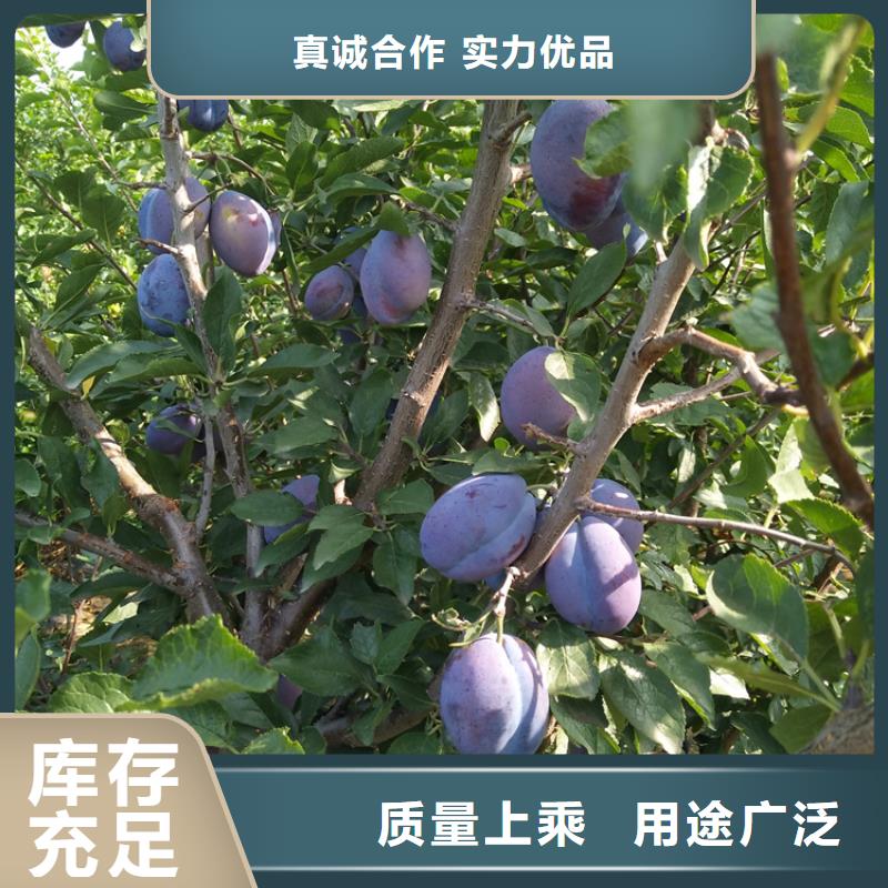 【李子】蓝莓苗主推产品快捷的物流配送