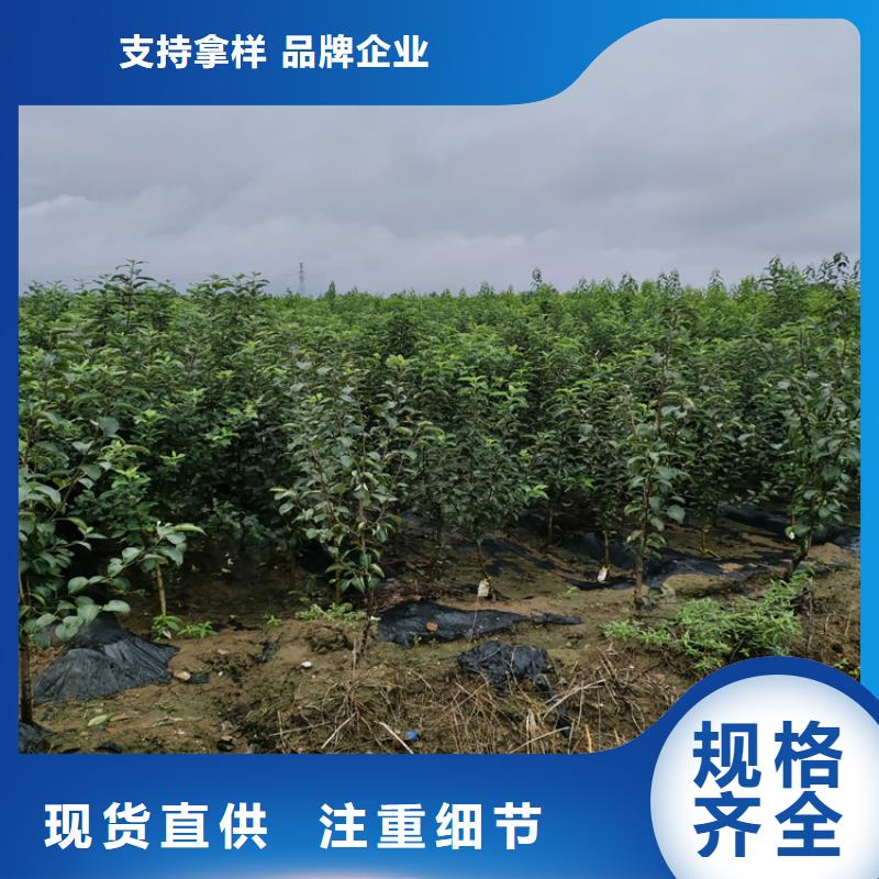 杏李李子苗适合种植地区本地生产商