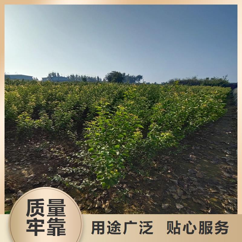 玫瑰李子苗适合种植地区本地生产商