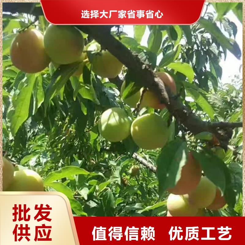香港李子苹果苗多年经验值得信赖