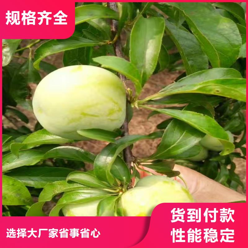 安徽李子苹果苗用途广泛