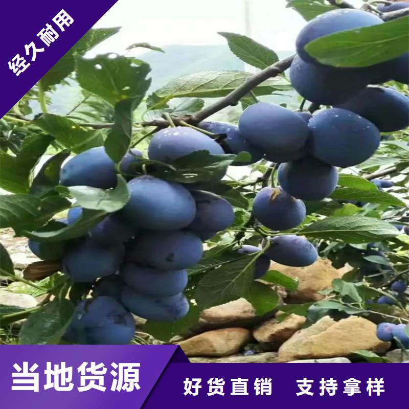 蓝蜜李子树产量多少平凉