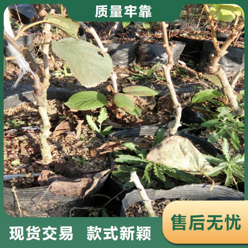 软枣猕猴桃苗全国发货生产型