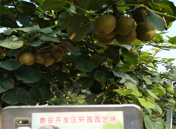 软枣猕猴桃树苗采摘园国标检测放心购买