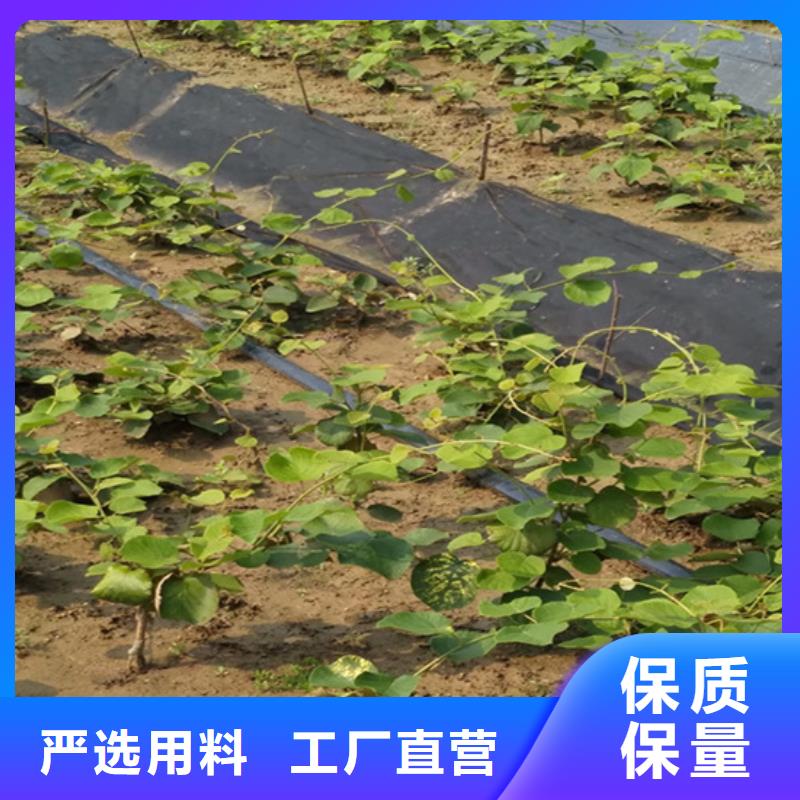 上海【猕猴桃】桃树苗销售的是诚信