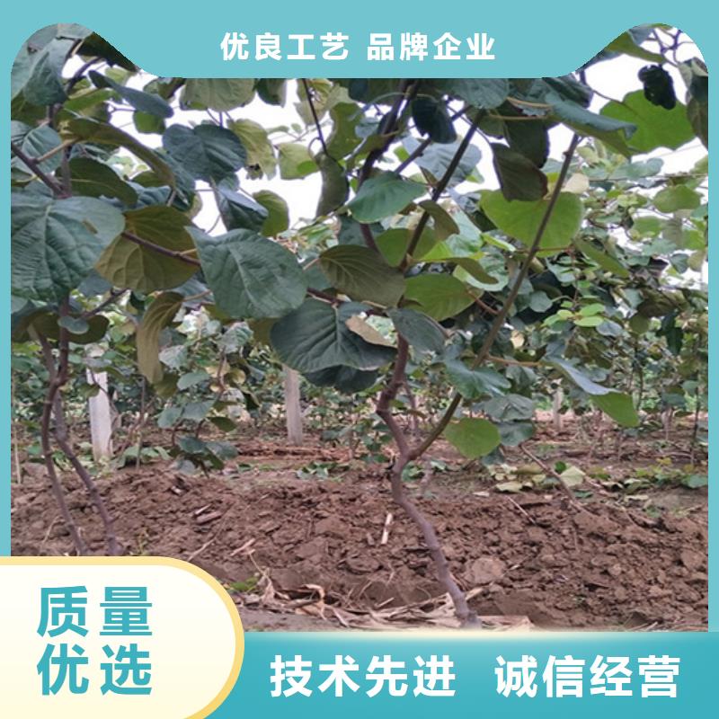 重庆猕猴桃 蓝莓苗支持定制贴心售后