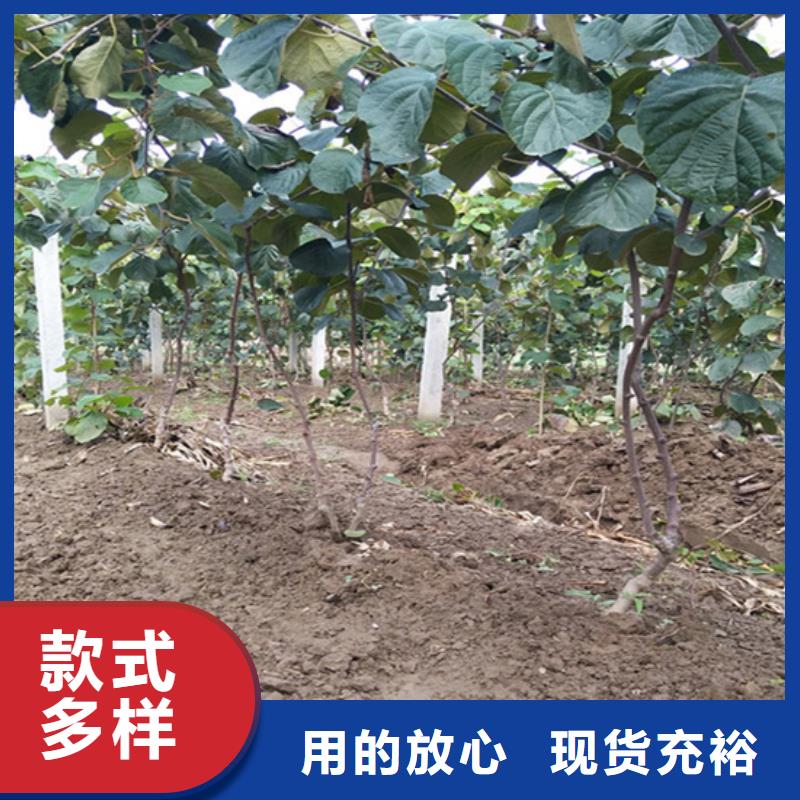 软枣猕猴桃树苗种植管理技术山南