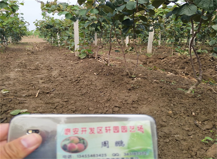 软枣子苗适合种植地区免费回电