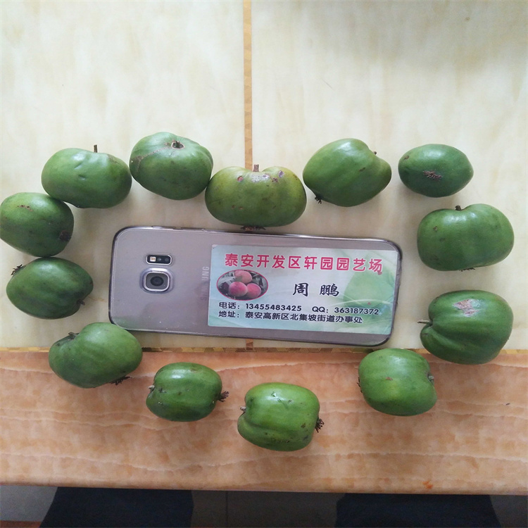 紫玉软枣猕猴桃苗新品种/轩园园艺场当地厂家
