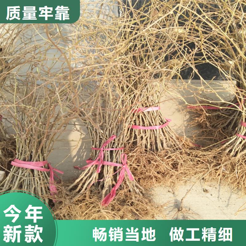 香港猕猴桃,桃树苗自营品质有保障