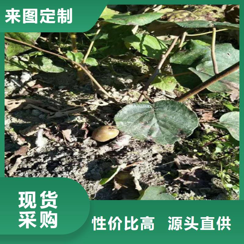 软枣猕猴桃苗采摘园质保一年