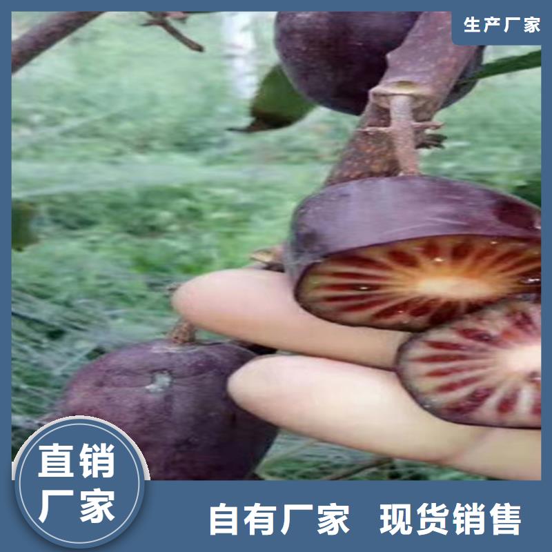 紫玉软枣猕猴桃苗大棚种植/轩园园艺场批发价格