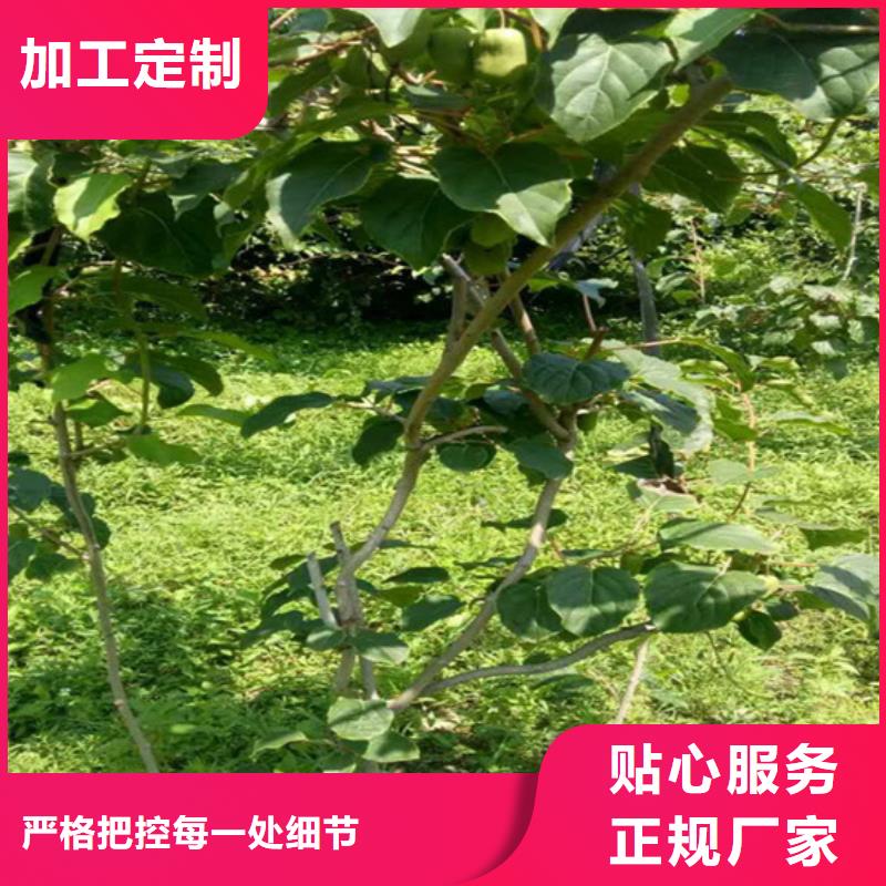 猕猴桃蓝莓苗精心选材当地厂家