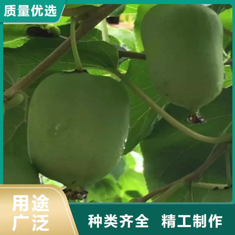 软枣猕猴桃苗质优价廉工艺成熟