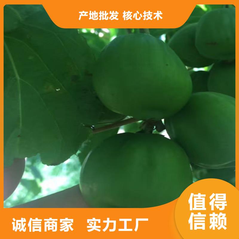 软枣猕猴桃苗经济效益郑州