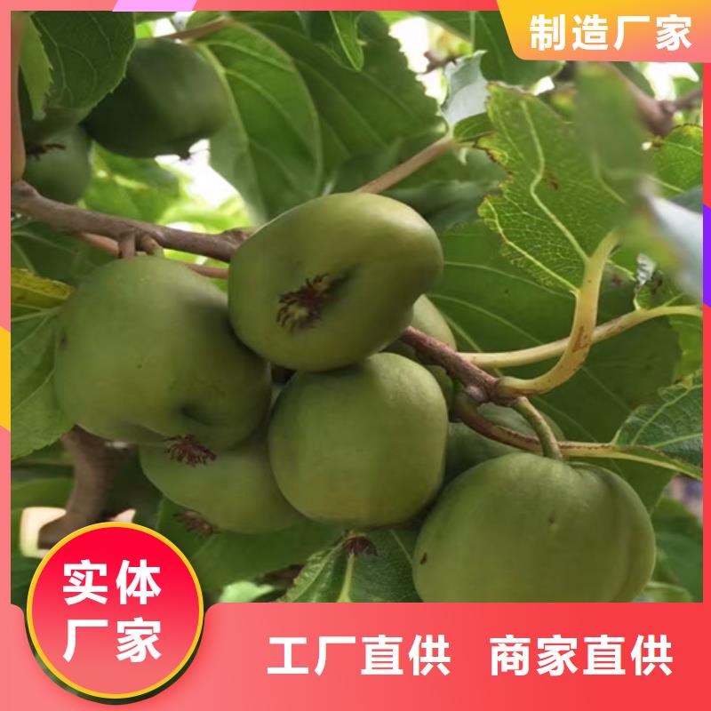 猕猴桃梨树苗用途广泛种类多质量好