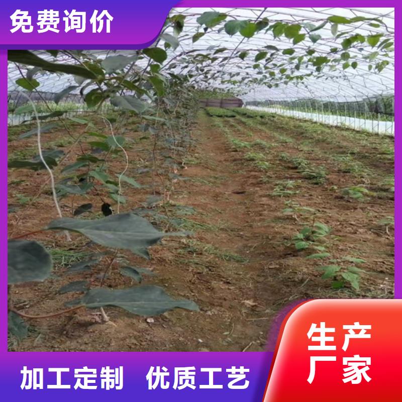 ​软枣猕猴桃苗露天种植附近生产厂家