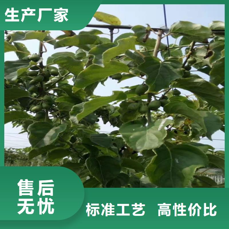 广东猕猴桃-杏树苗品质无所畏惧