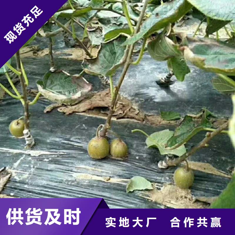 台湾猕猴桃 石榴树极速发货