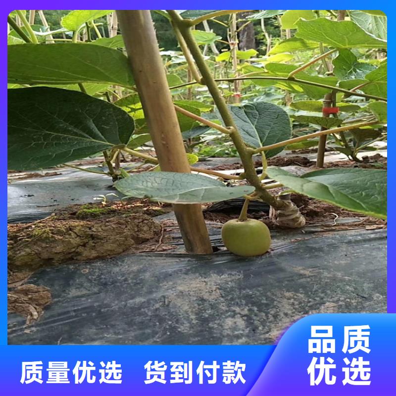 软枣猕猴桃苗免费咨询专业生产N年