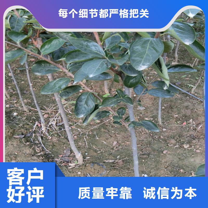水果柿子树免费咨询龙岩