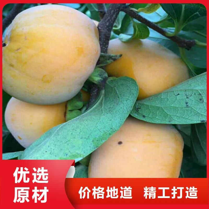 香港柿子苹果苗值得买