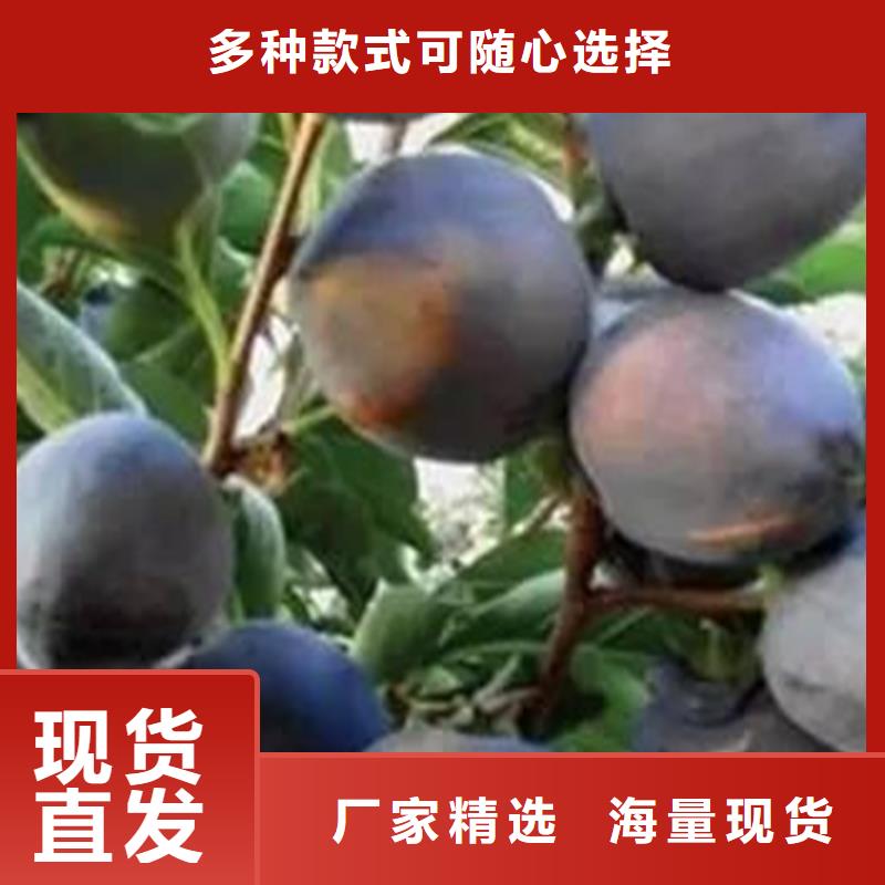 【柿子】樱桃苗源头工厂当地货源