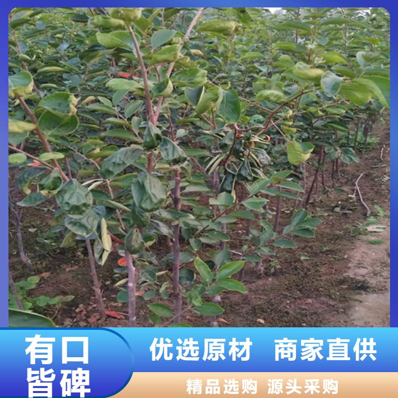 柿子蓝莓苗厂家直发源厂直接供货
